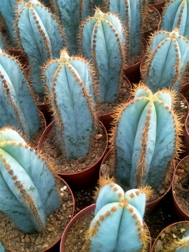 Pilosocereus pachycladus