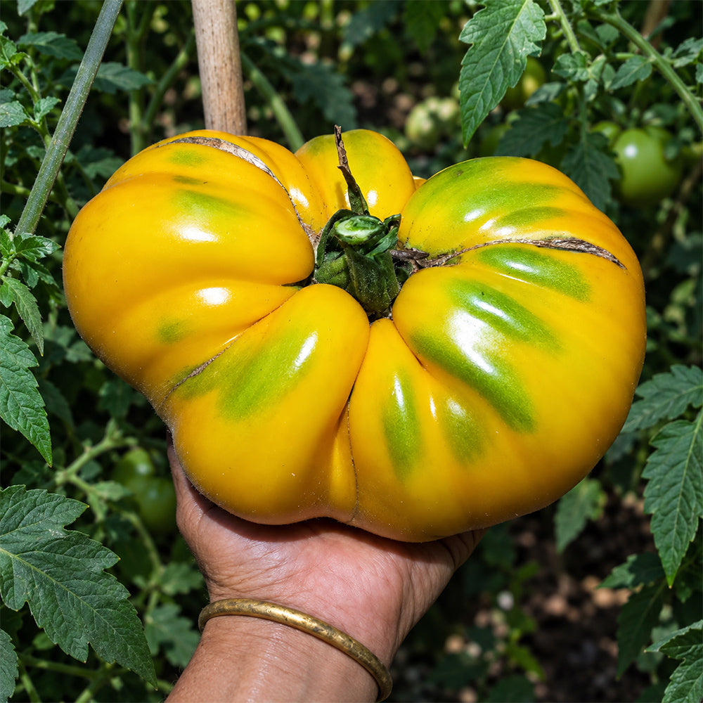 422 Tsarevich Tomato