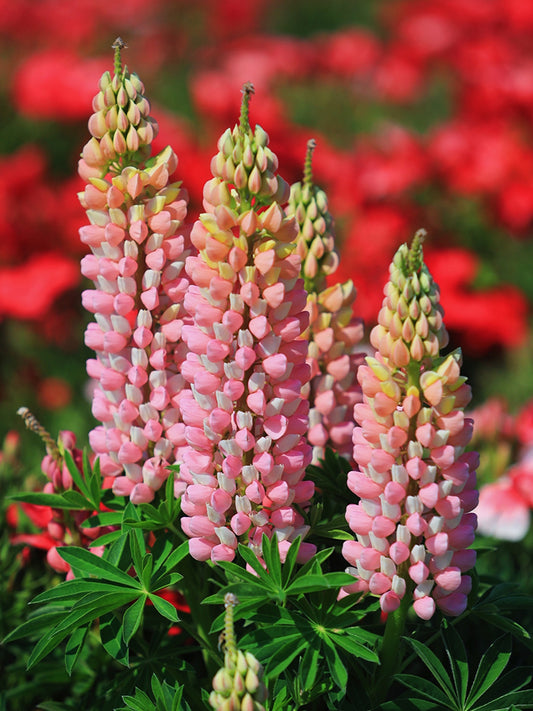 Pink Lupin