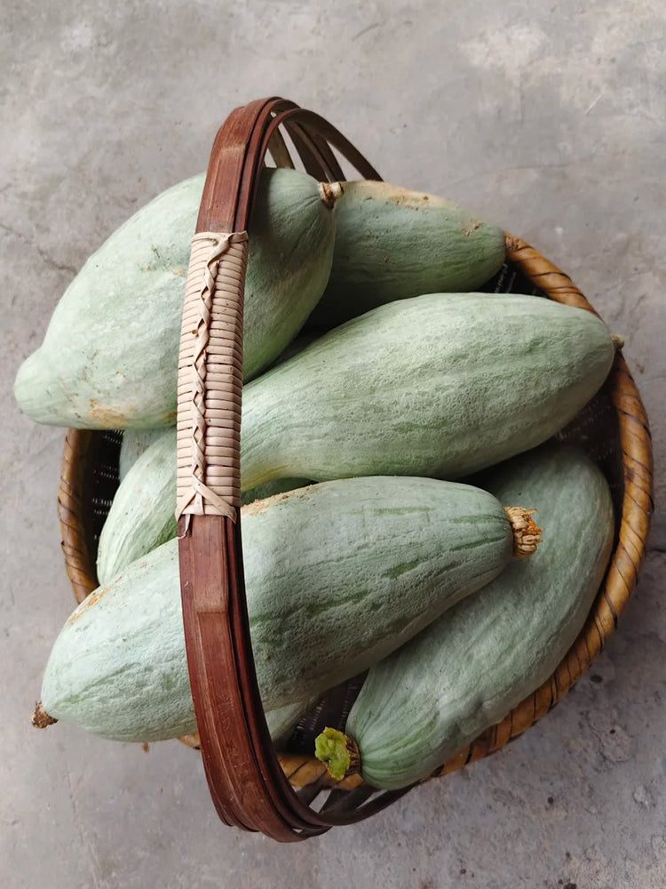 Golden Chestnut Noble Pumpkin