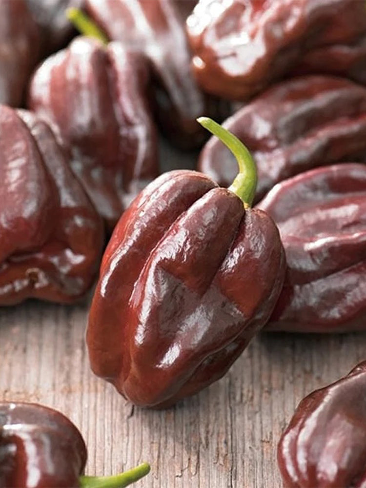 Chocolate Habanero