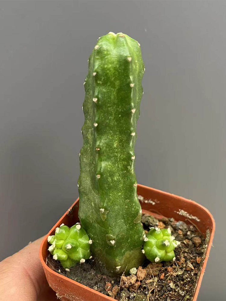 Echinocereus pentalophus cv 'Momotaro'