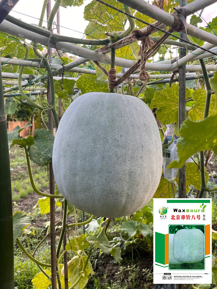 Beijing Chuanling No. 8 Wax Gourd