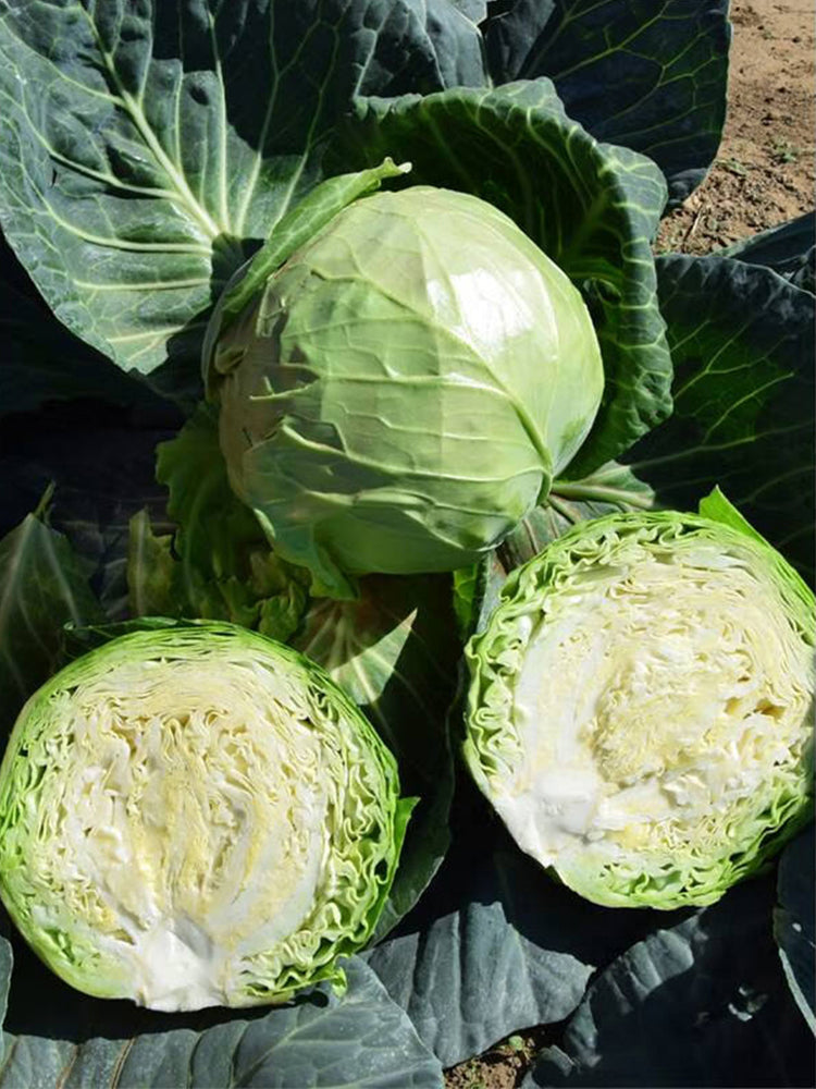 Xingyou Zhonggan 11 Cabbage
