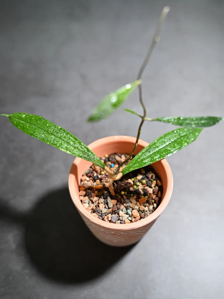 Hoya rigidifolia Unrooted Stem Cuttings