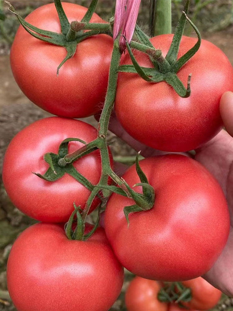 Maofen 802 Tomato