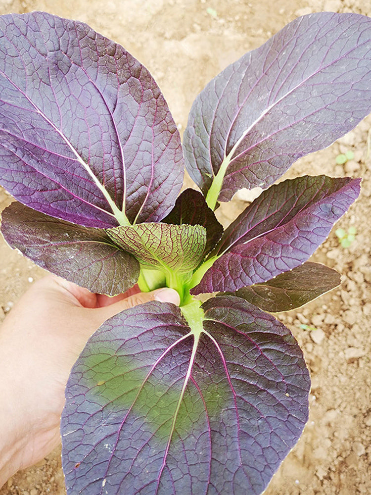 'Zitong' Purple Bok Choy