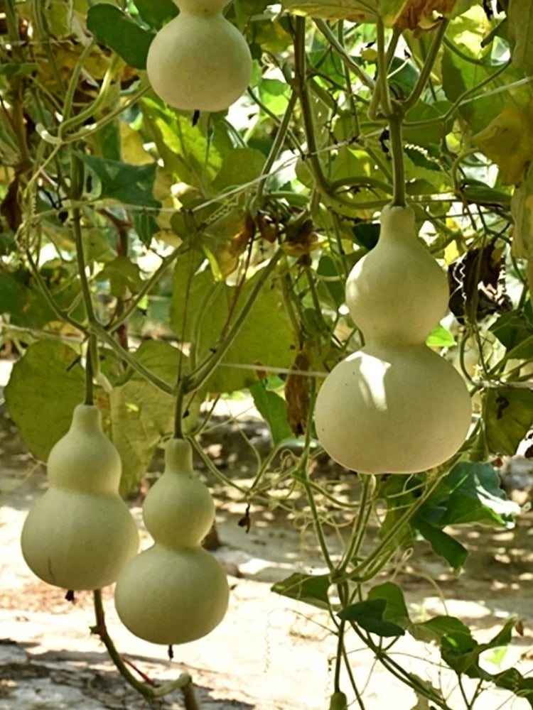 Large Wine Gourd