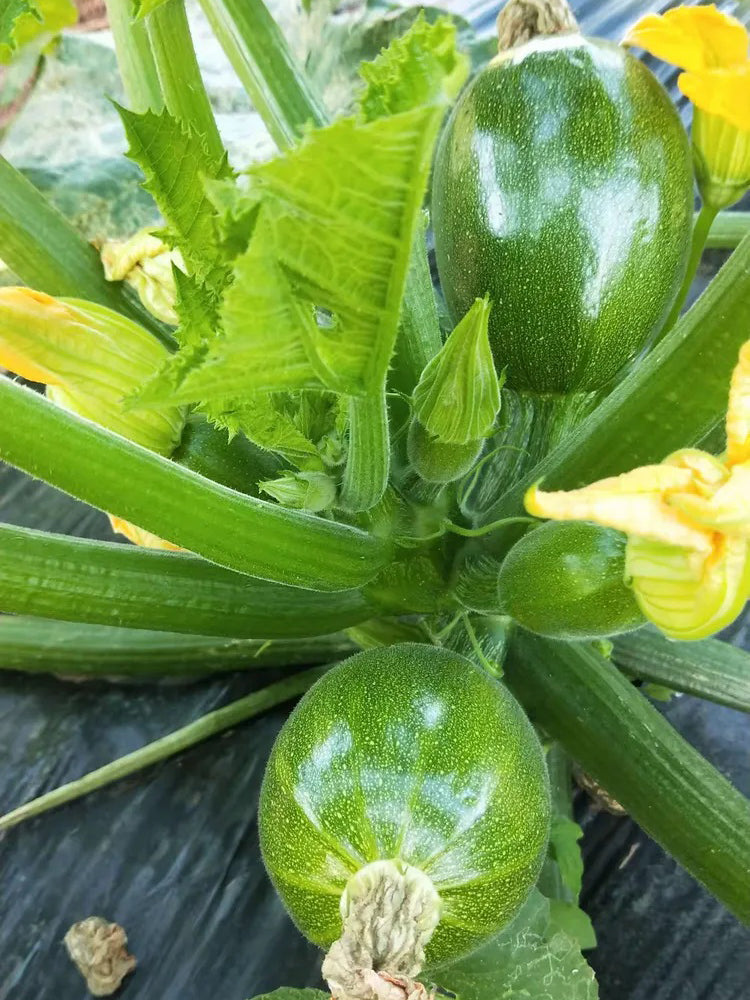 Bush Zucchini