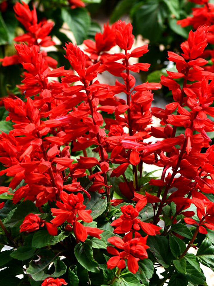Hezhichun Scarlet Sage