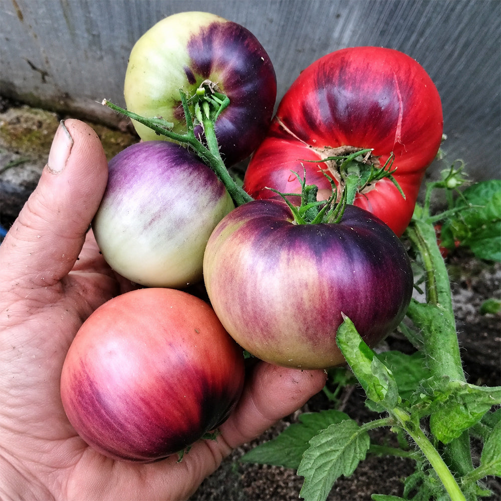 139 Mordovian Dwarf F5 Tomato