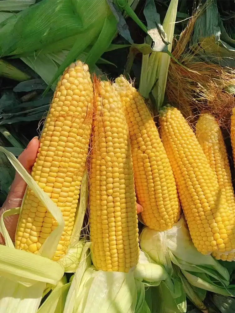 Golden Queen Waxy Corn