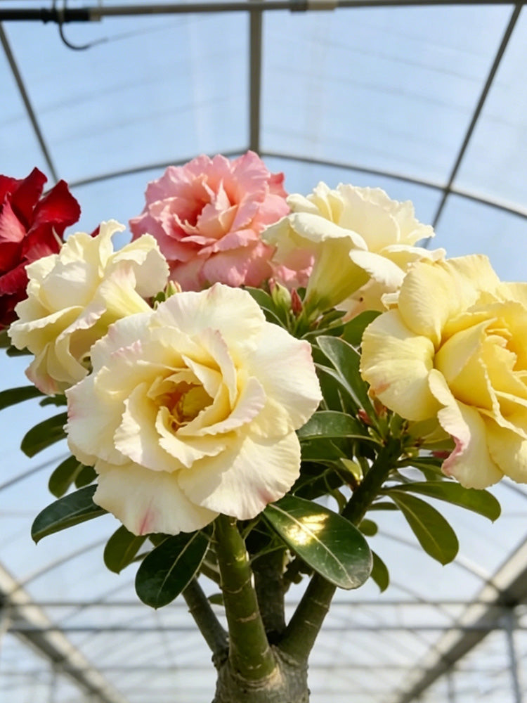 Desert Rose Mixed Colors