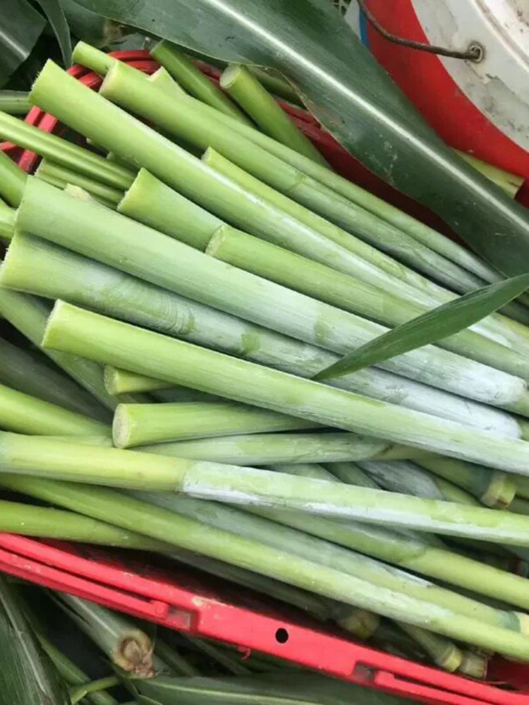 Traditional Sweet Sorghum