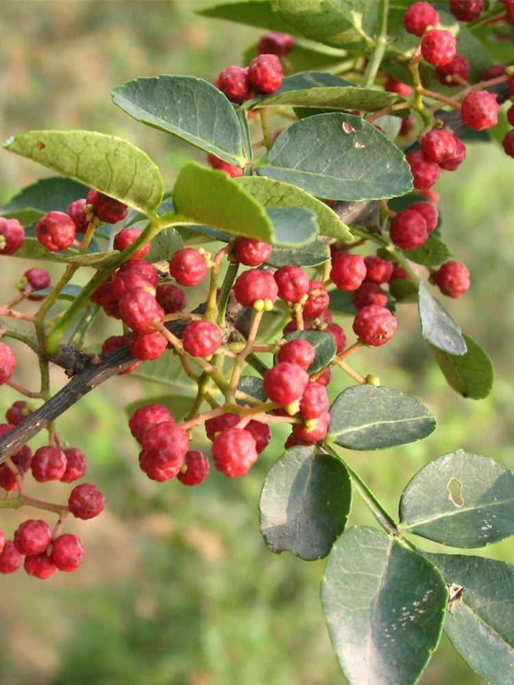 Dahongpao Sichuan Peppercorn