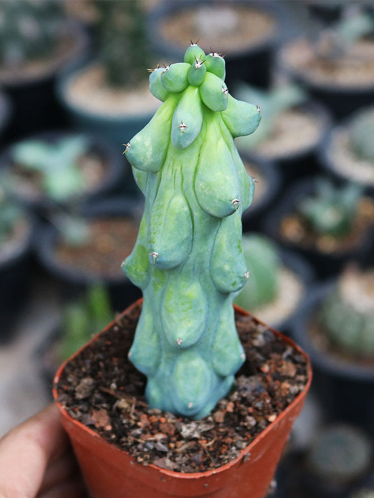 Myrtillocactus geometrizans 'Fukurokuryuzinboku'