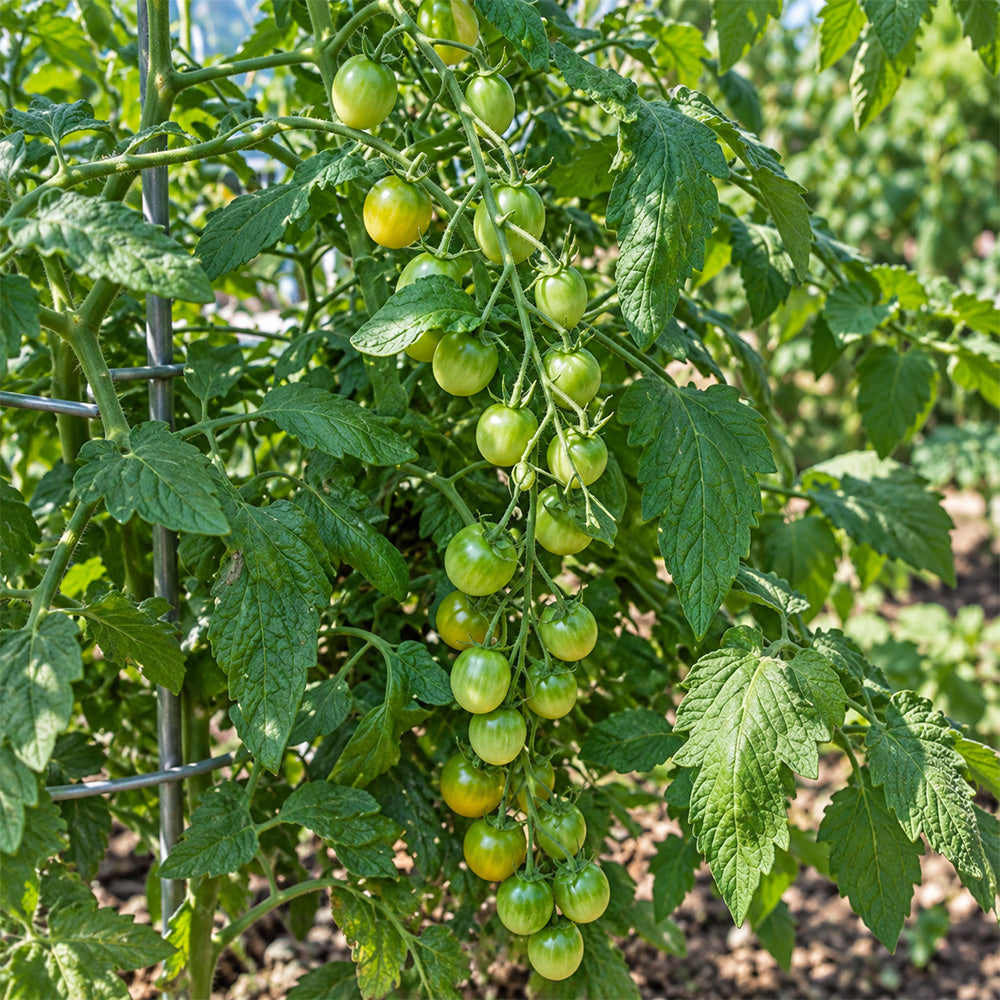 285 Cuizhu Cherry Tomato