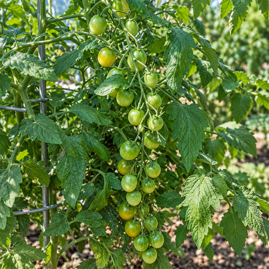 285 Cuizhu Cherry Tomato