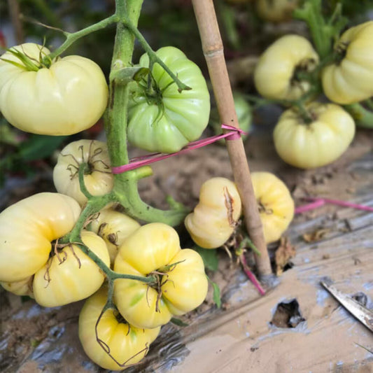 835 White Sugar Tomato