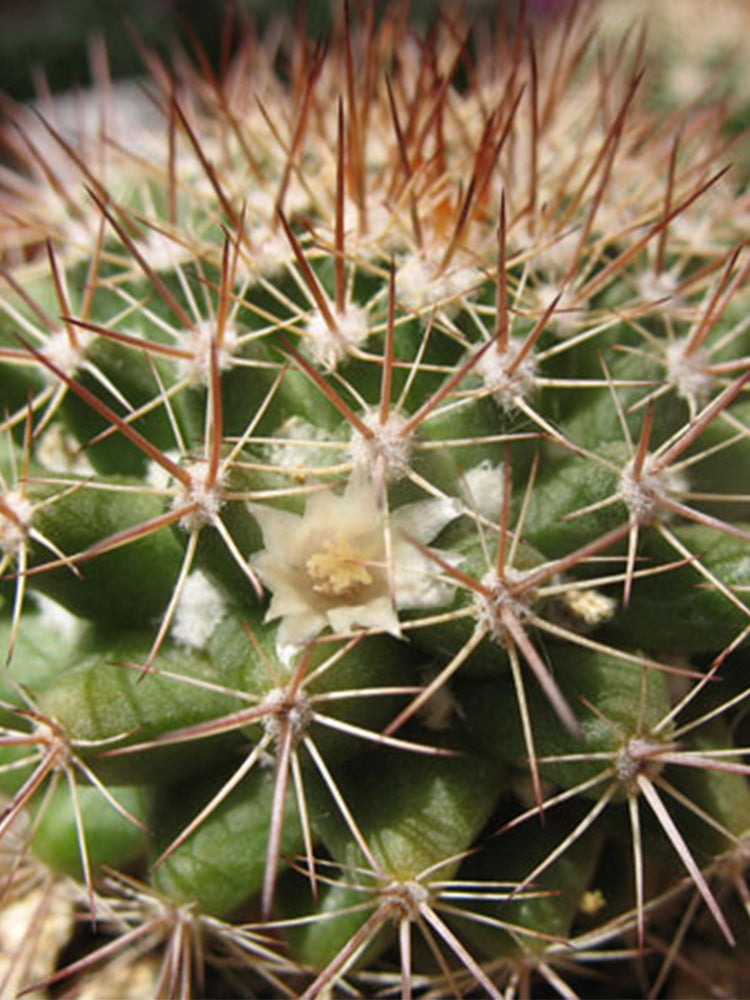 Mammillaria mammillaris 'Cangbaotian'