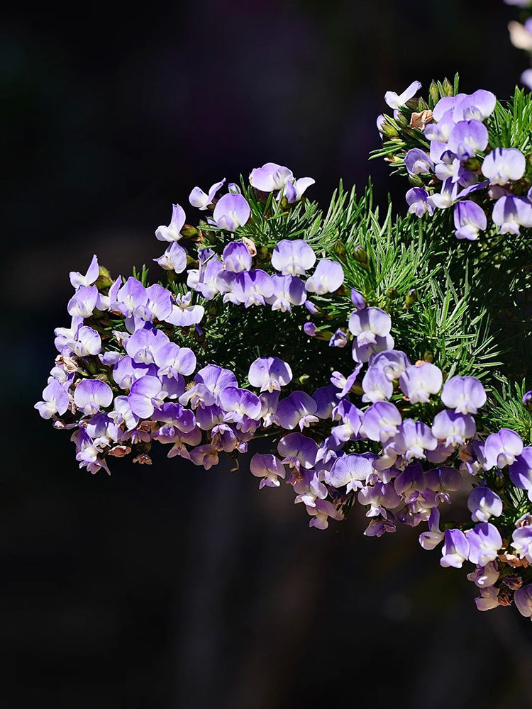 Feather-leaved Psoralea
