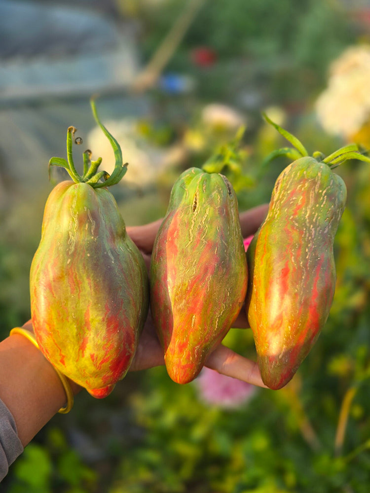937 Black Tulip Tomato
