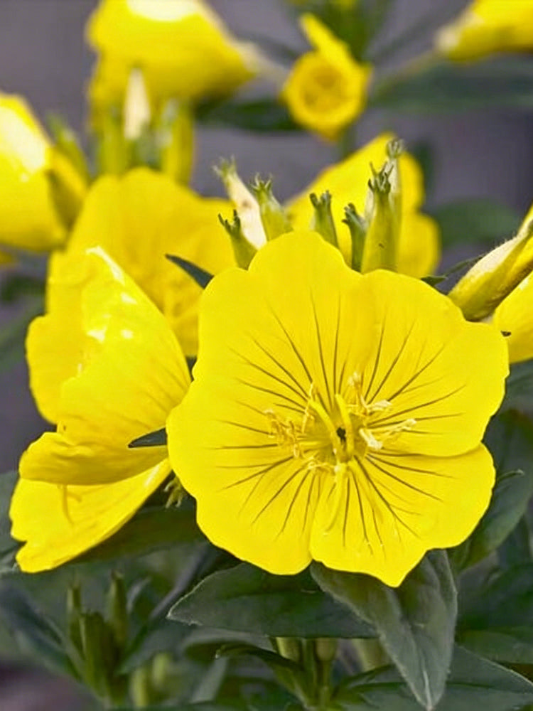 Yellow Evening Primrose