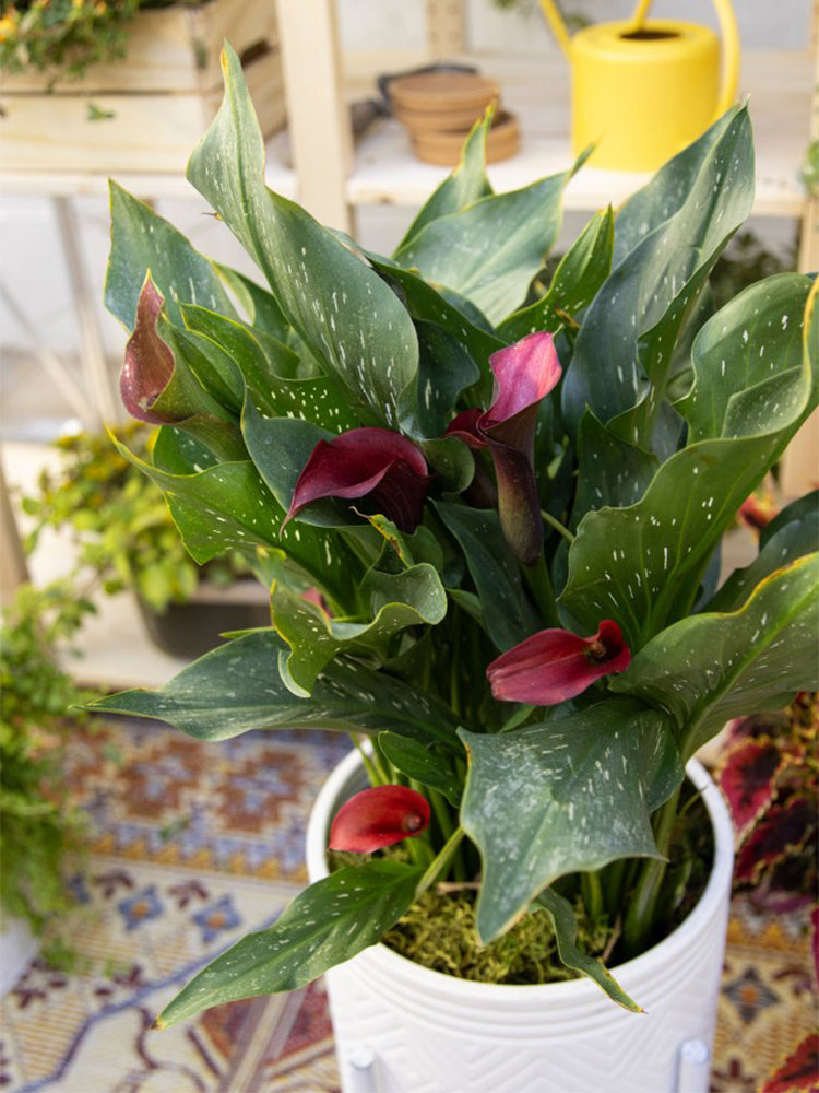 'Chief' Calla Lily