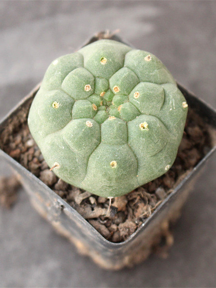Matucana madisoniorum
