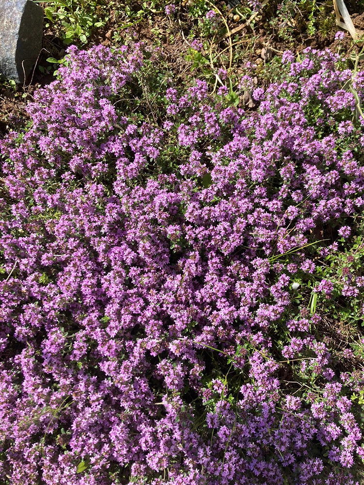 Creeping Thyme