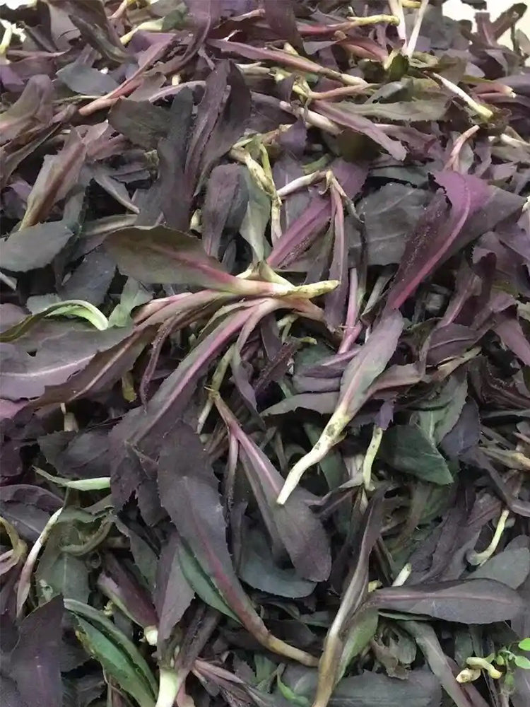 Xinte Wild Purple Qumai Chicory