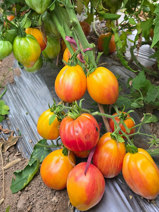 1063 Kozula 141 Tomato