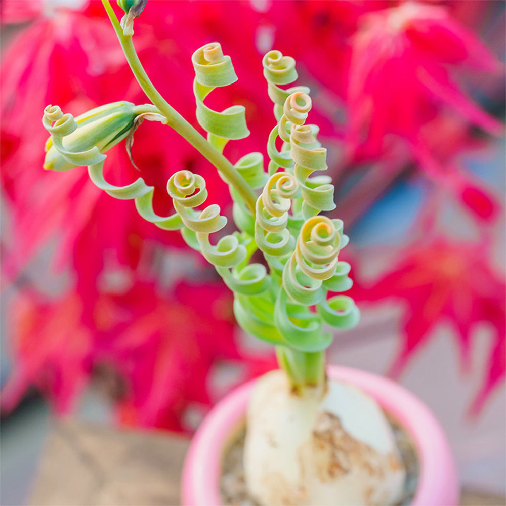 TD005 Albuca concordiana 'Guifei' Dormant Bulb
