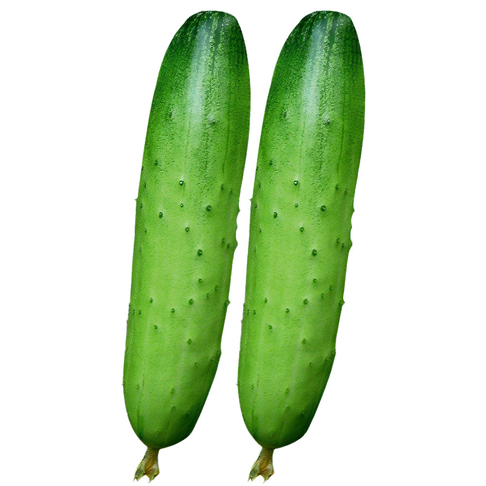 Prolific Vine Delights: 5 Bags (60 Seeds/Bag) of Hanging Cucumber Variety