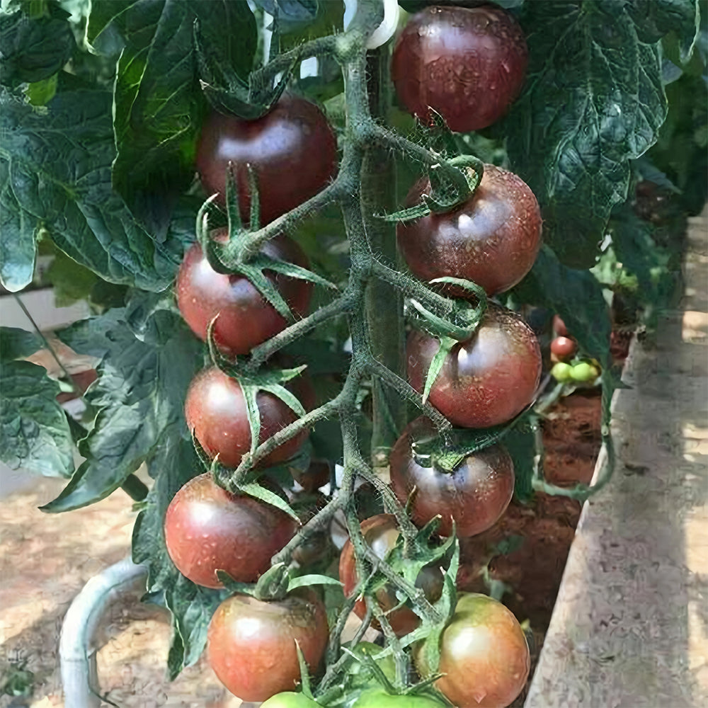 Sweets from Your Garden: 5 Bags (100 Seeds / Bag) of 'Purple Pearl' Cherry Tomatoes