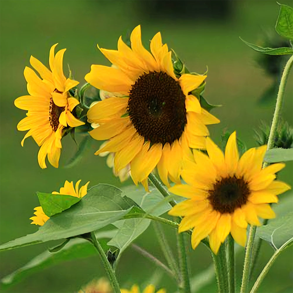 Gold Rush Sunflower Seeds (120cm)
