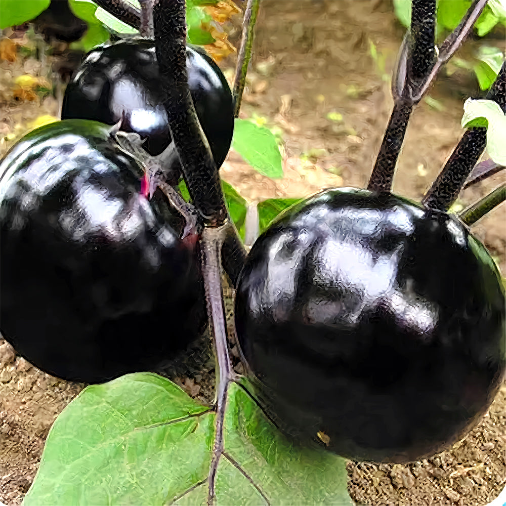 5 Bags (50 Seeds/Bag) of 'Black Boss' Round Eggplant Seeds