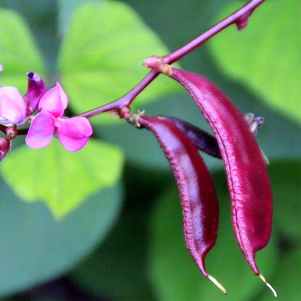 Delicious and Decorative: 5 Packs (10 Seeds / Bag) of Fresh Purple-Red Hyacinth Bean