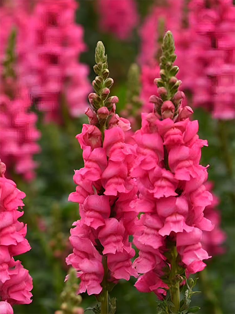 Tall Snapdragon Pink MUCIAKIE Tall Snapdragon Pink MUCIAKIE