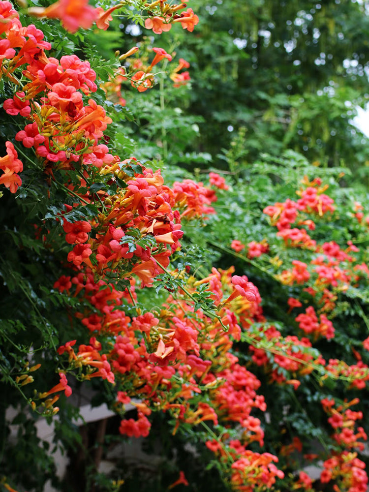 Chinese Trumpet Vine