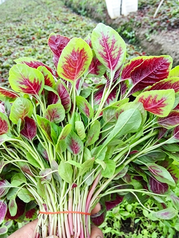Large Round Leaf Red Amaranth