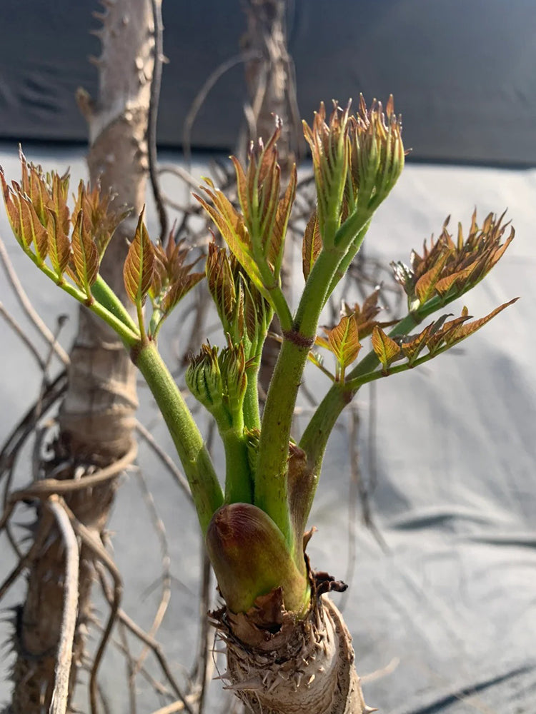 Aralia Shoots