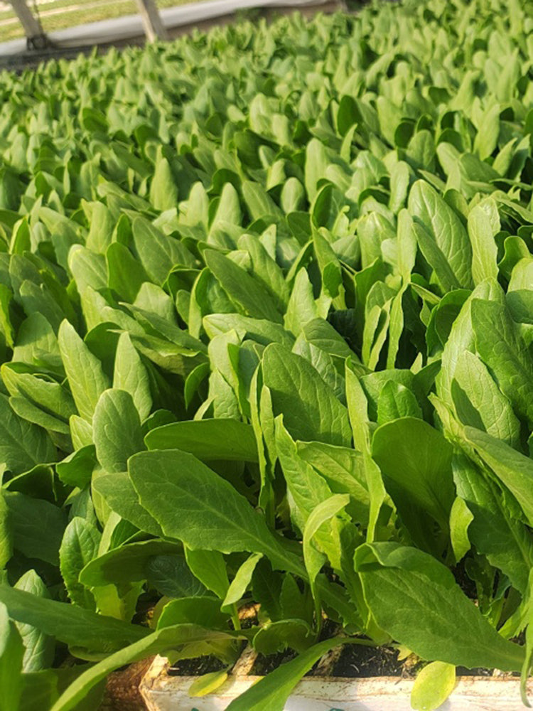 Agricultural Research Round-Leaf Lettuce