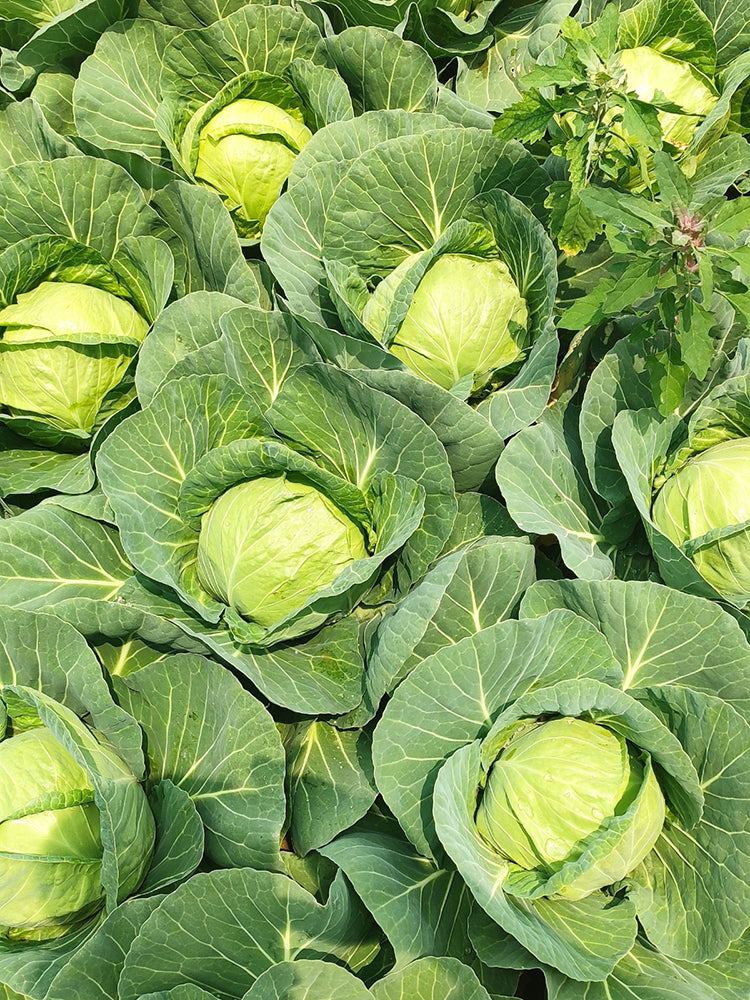 Apple Cabbage