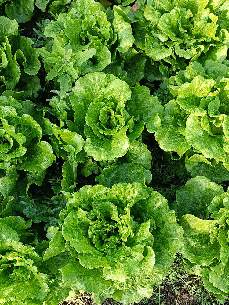 'Lvmei' Italian Leaf Lettuce
