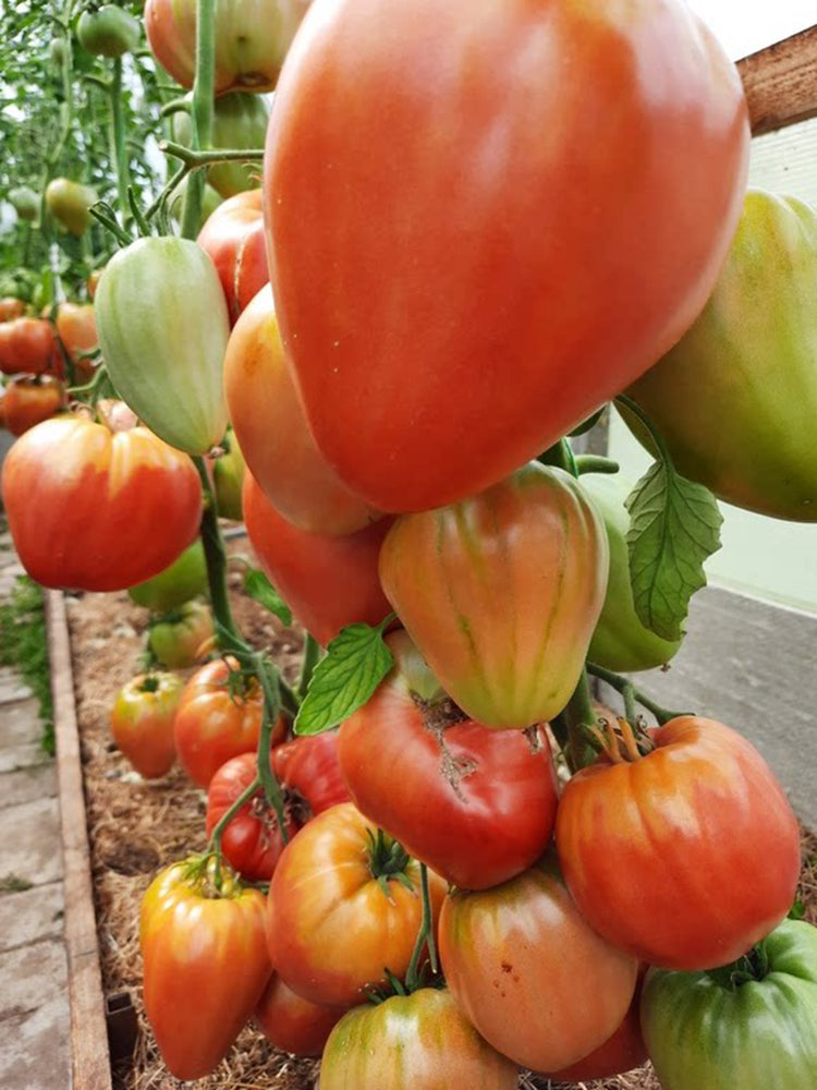 1064 Minusinsk Lord Tomato