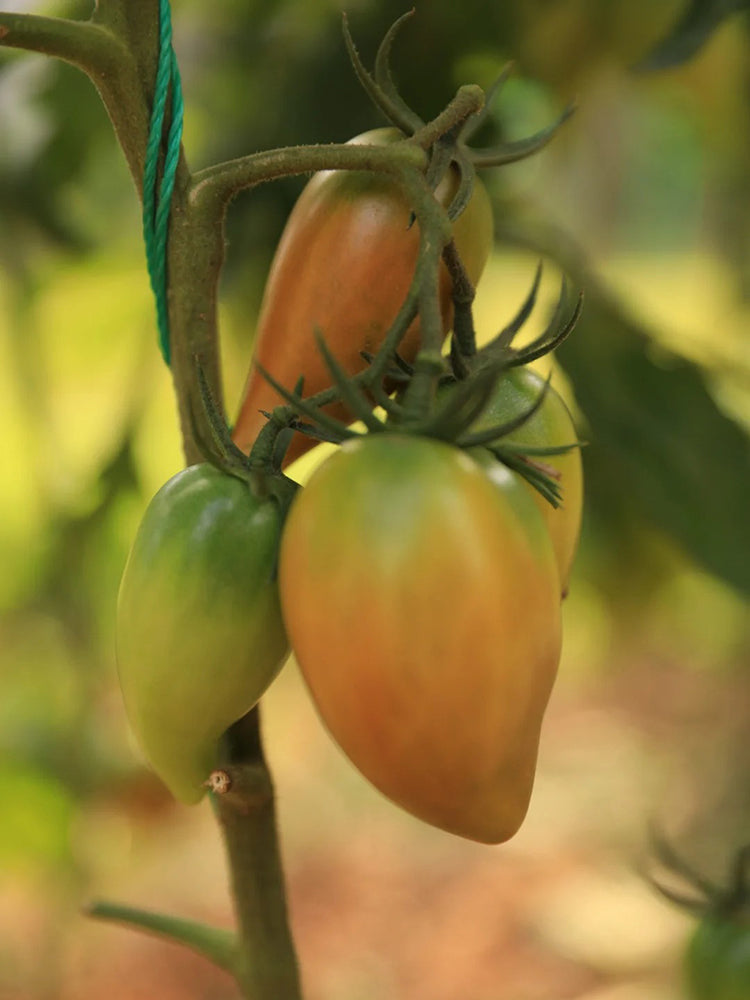 Super Sweet Mango Honey Tomato