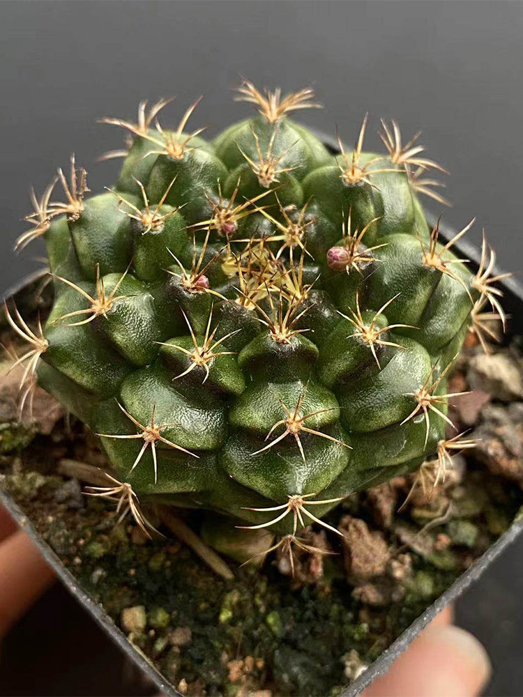 'Lishe Peony' Live Cactus