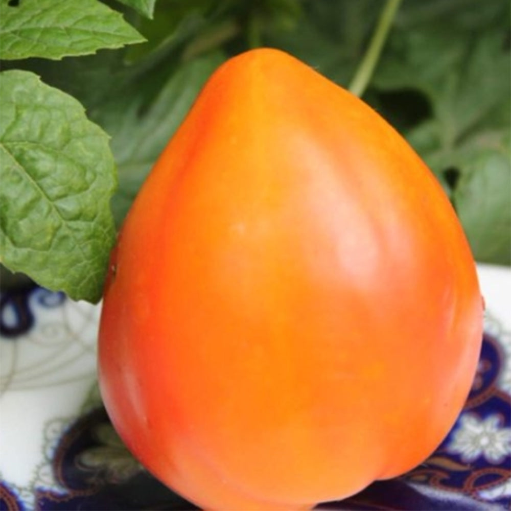 822 Orange Russian Mottled Tomato