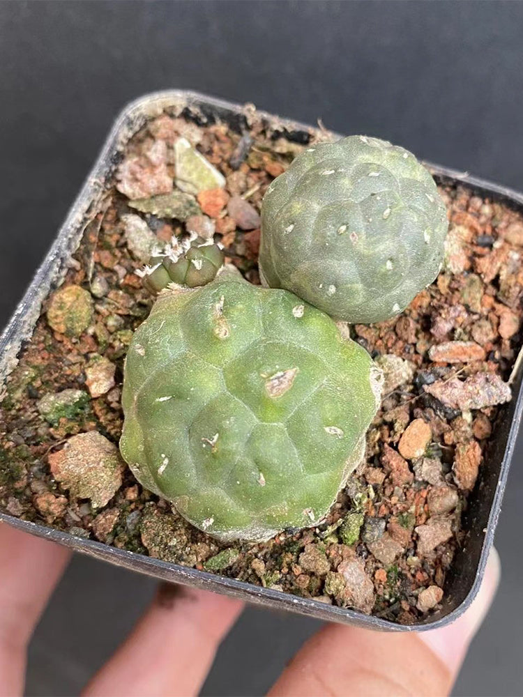Tephrocactus bonnieae